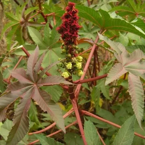 thumbnail for publication: Ricinus communis, Castor Bean